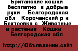 Британские кошки, бесплатно, в добрые руки! - Белгородская обл., Корочанский р-н, Бехтеевка с. Животные и растения » Кошки   . Белгородская обл.